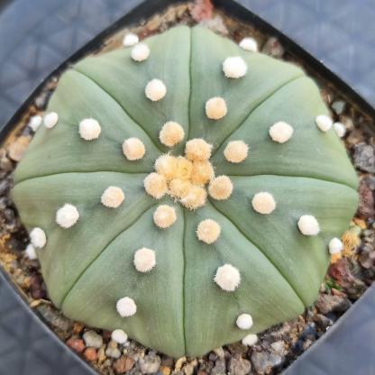 8-10cm astrophytum asterias
