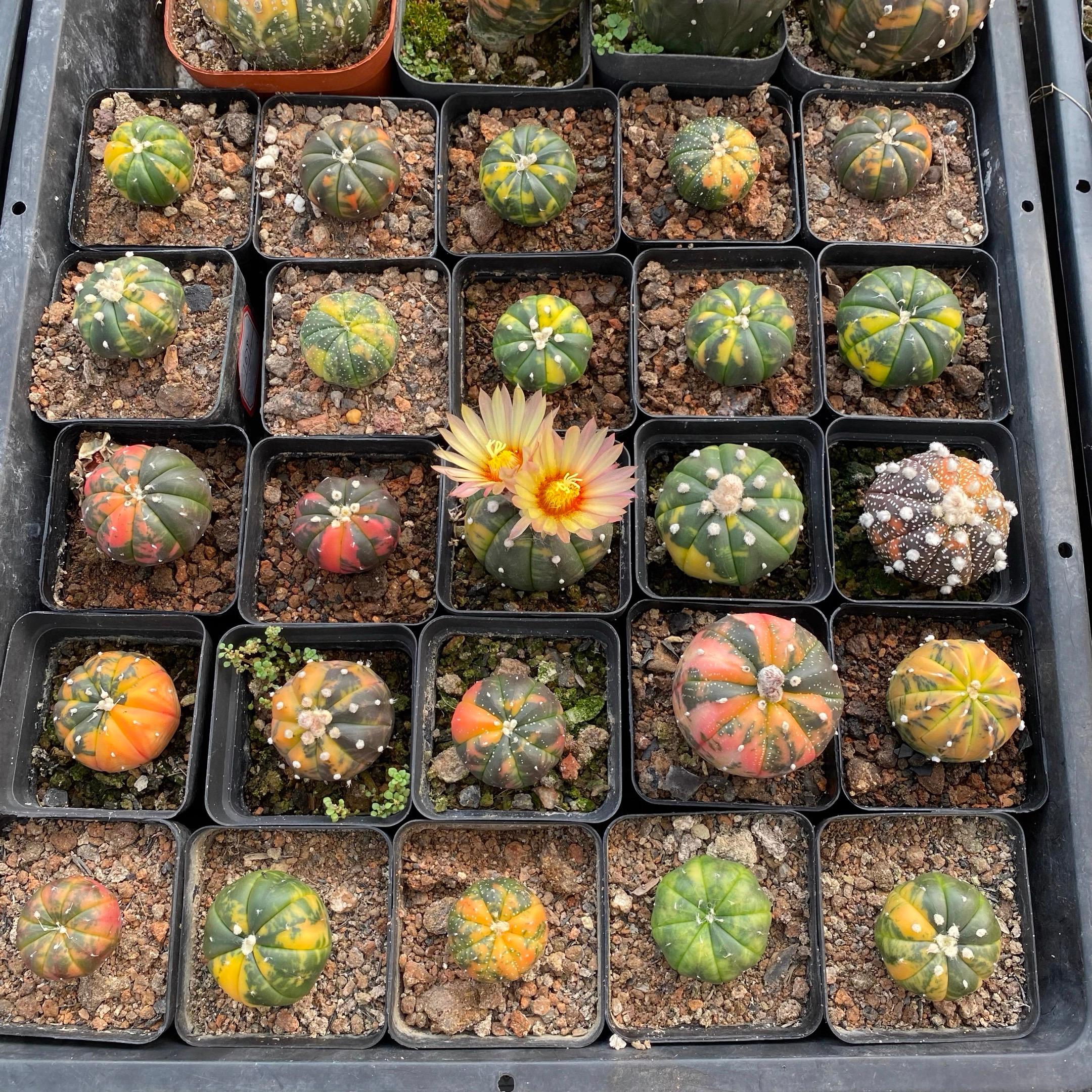 2-6cm Astrophytum asterias  variegated