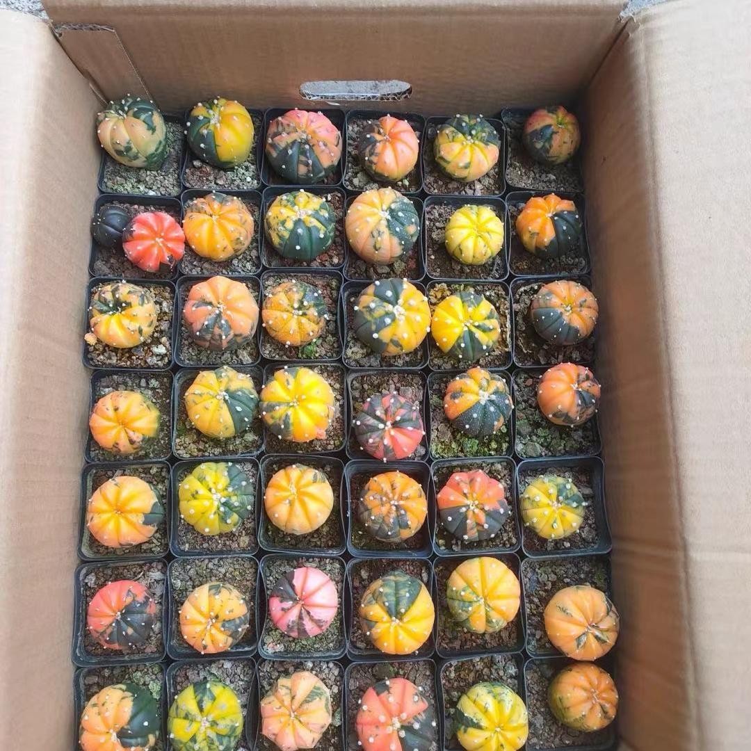 2-6cm Astrophytum asterias  variegated