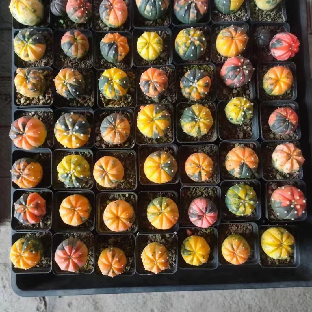 2-6cm Astrophytum asterias  variegated