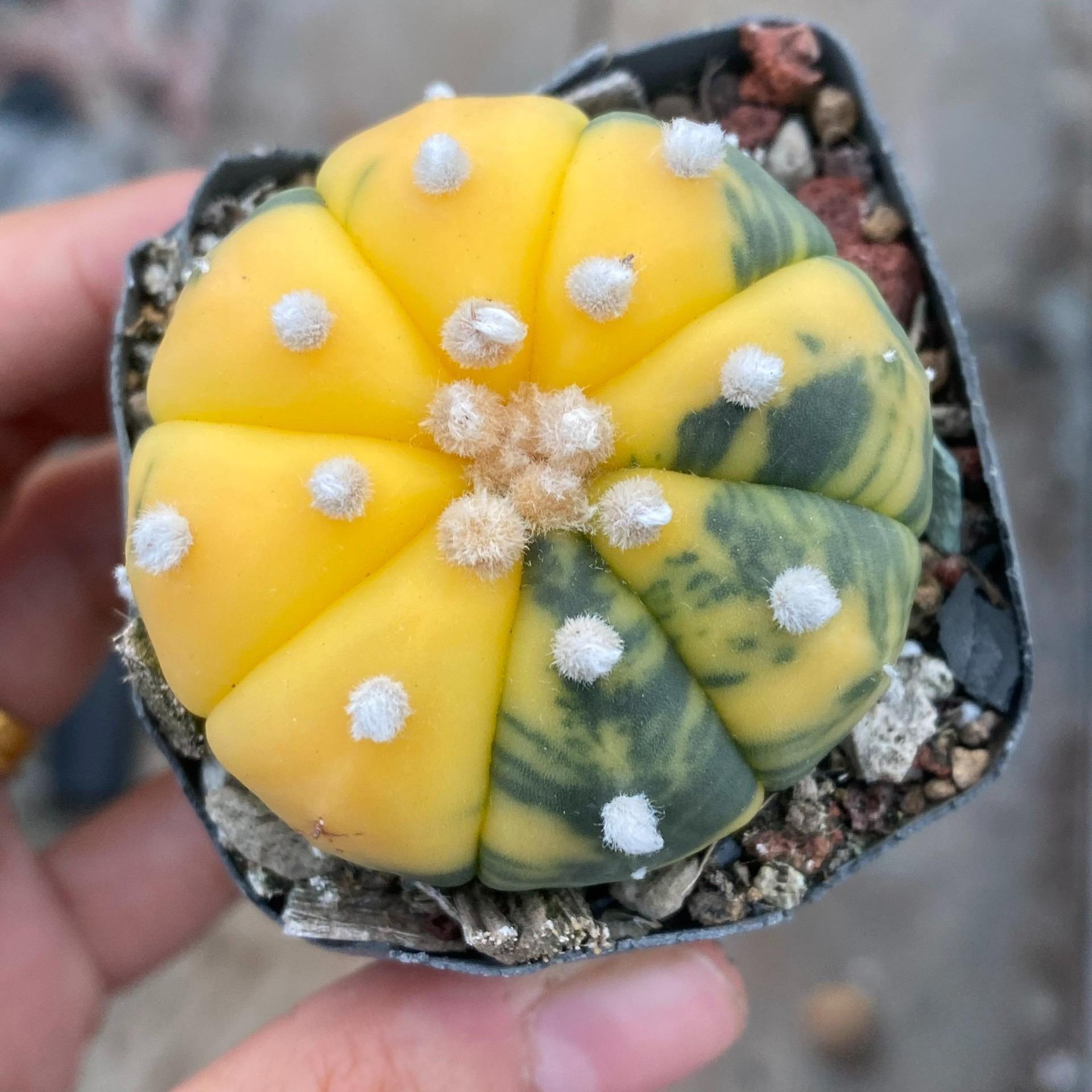 2-6cm Astrophytum asterias  variegated