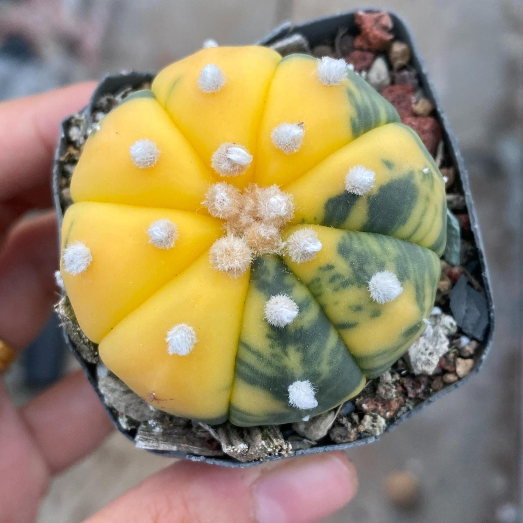 2-6cm Astrophytum asterias  variegated