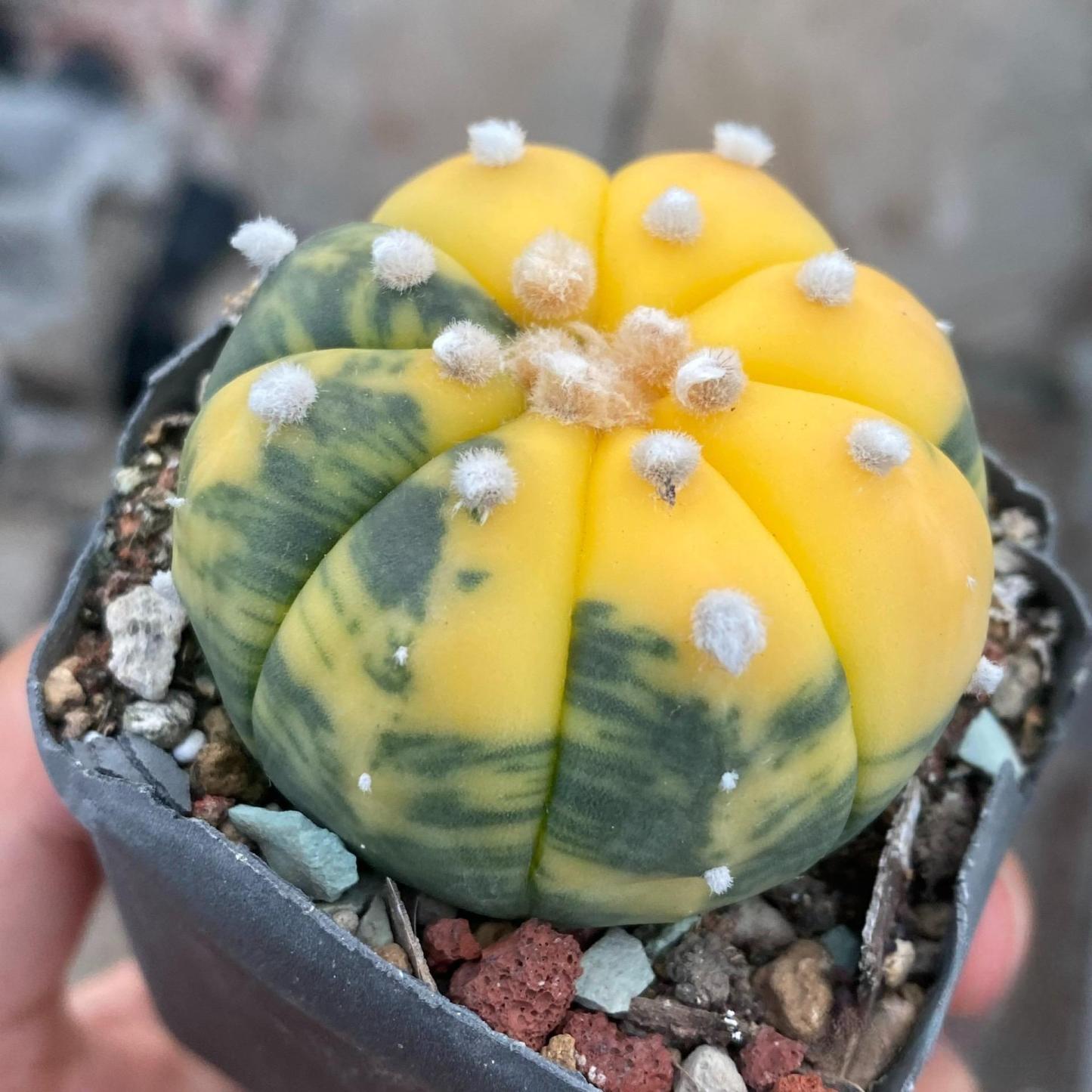 2-6cm Astrophytum asterias  variegated