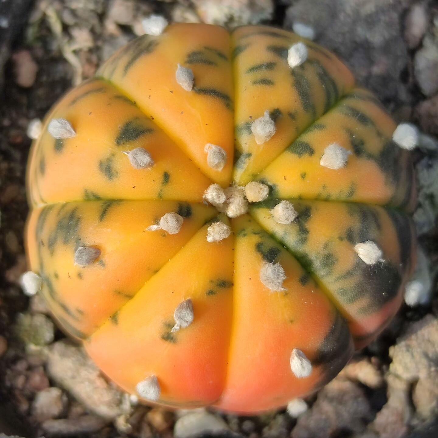 2-6cm Astrophytum asterias  variegated