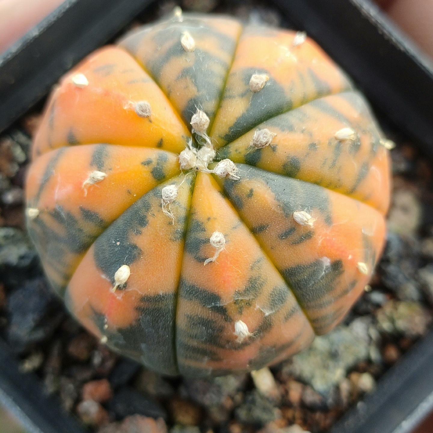 2-6cm Astrophytum asterias  variegated