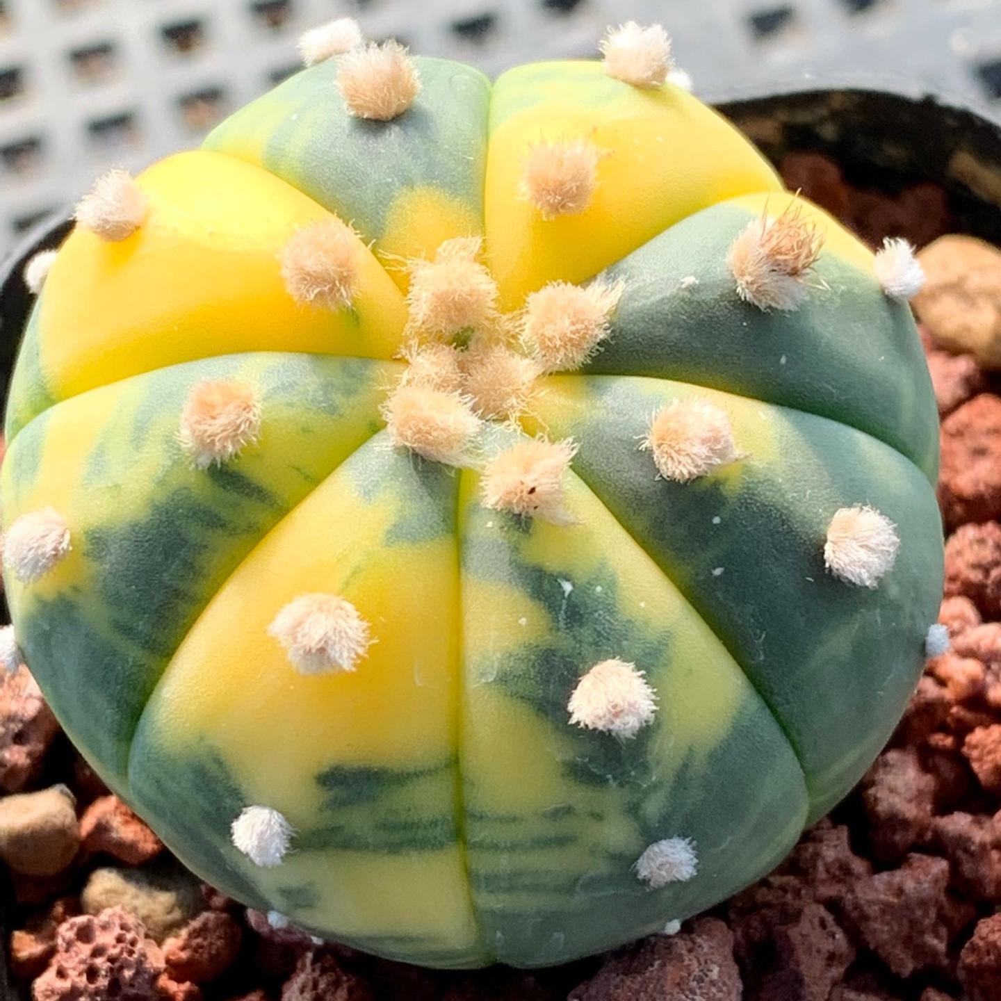 2-6cm Astrophytum asterias variegated