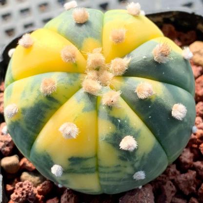 2-6cm Astrophytum asterias  variegated