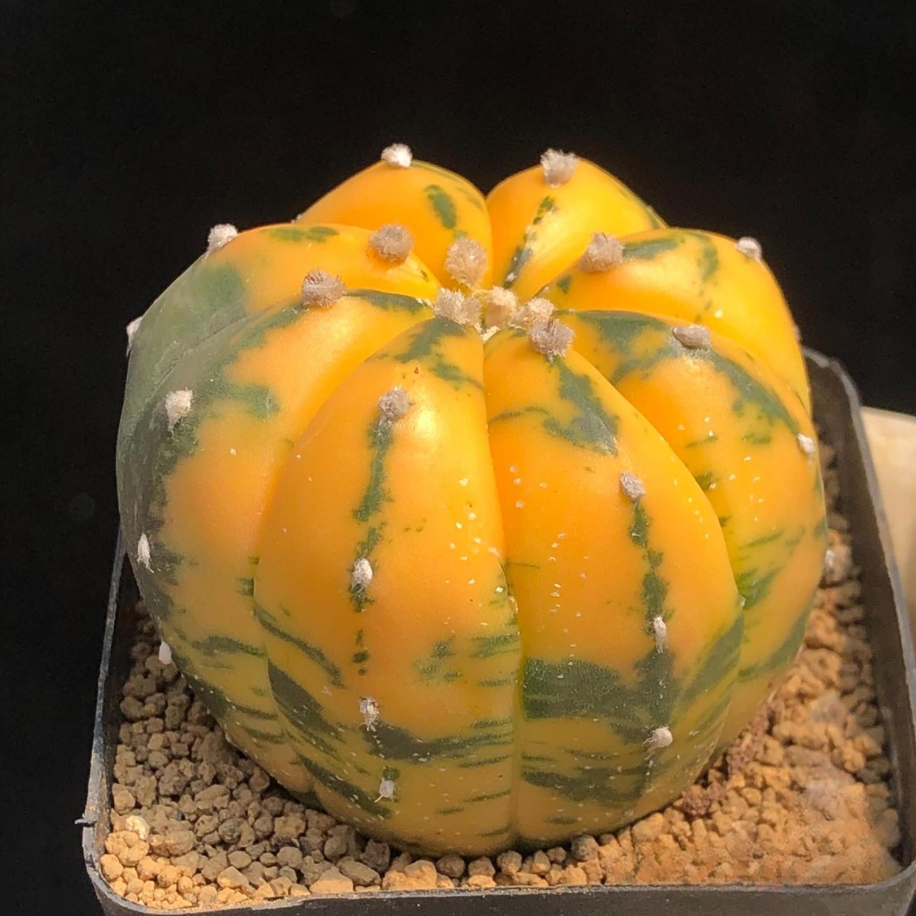 2-6cm Astrophytum asterias  variegated