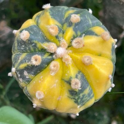 2-6cm Astrophytum asterias  variegated