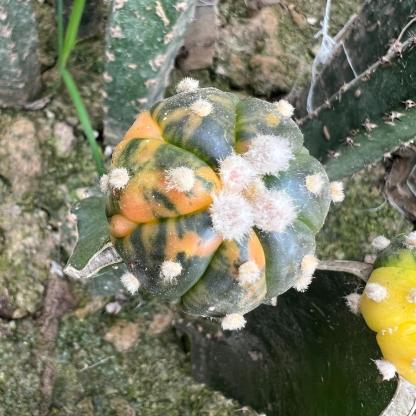 2-6cm Astrophytum asterias  variegated