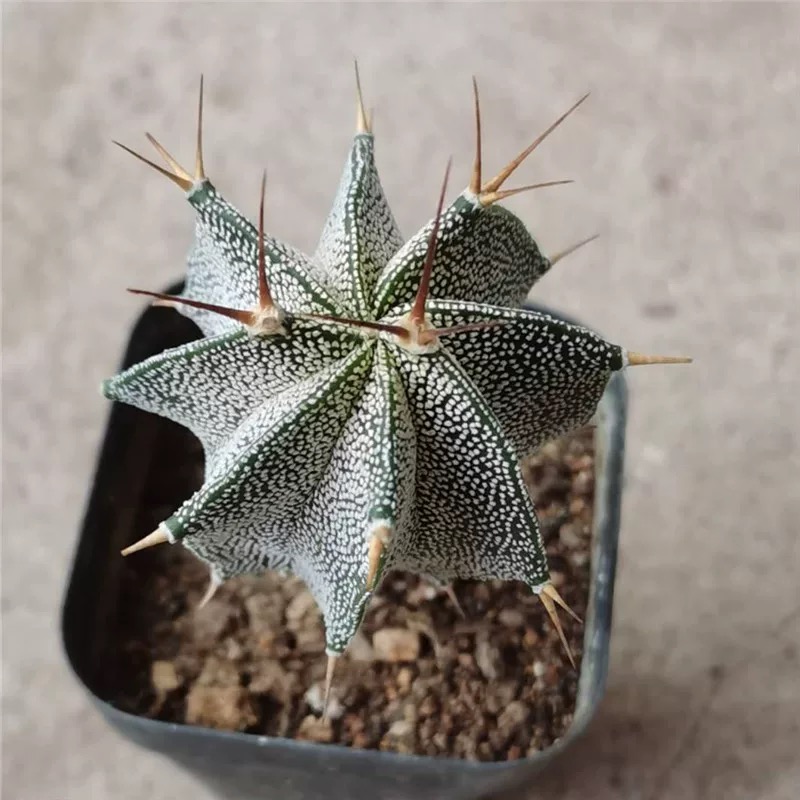 4-12cm Astrophytum ornatum