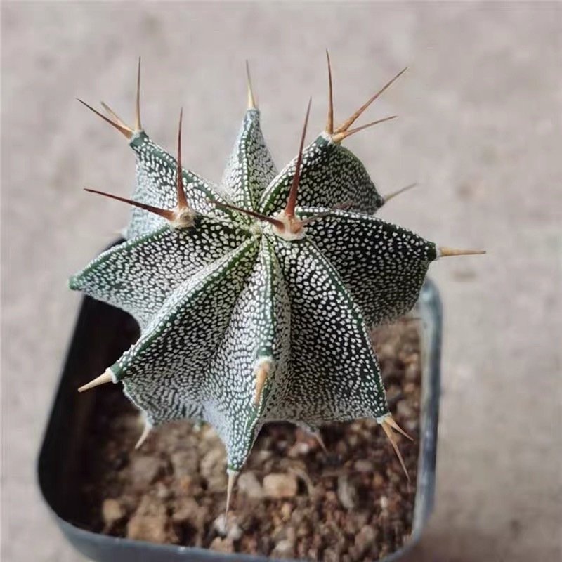 4-12cm Astrophytum ornatum