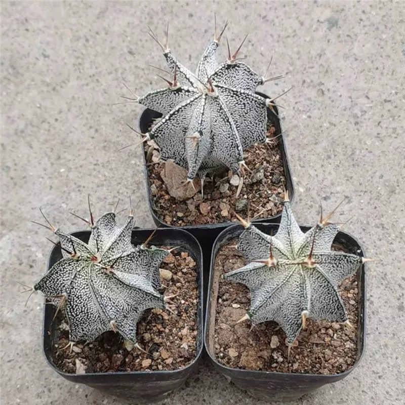 4-12cm Astrophytum ornatum