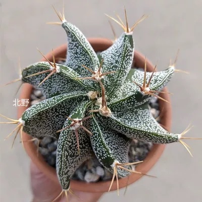 4-12cm Astrophytum ornatum