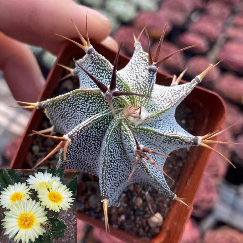 4-12cm Astrophytum ornatum