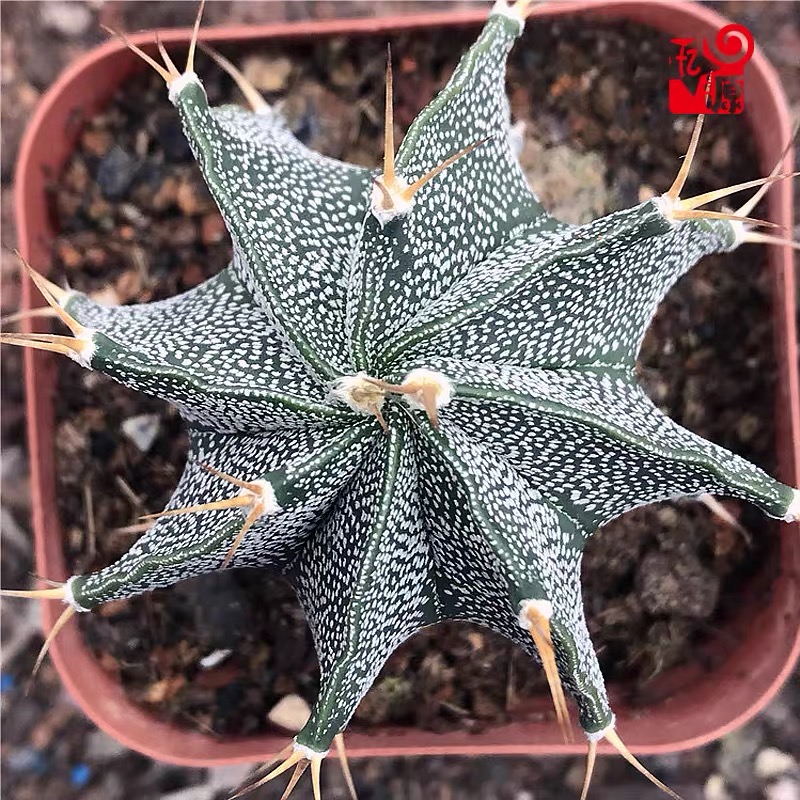4-12cm Astrophytum ornatum