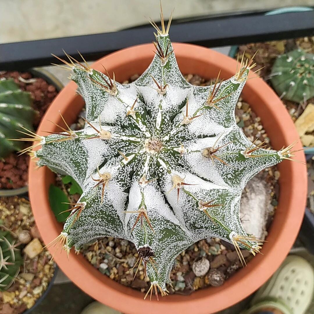 4-12cm Astrophytum ornatum
