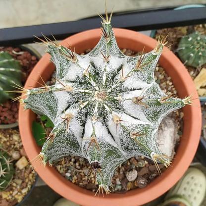 4-12cm Astrophytum ornatum