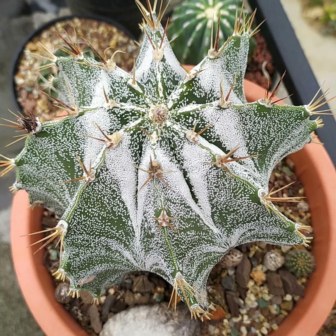 4-12cm Astrophytum ornatum