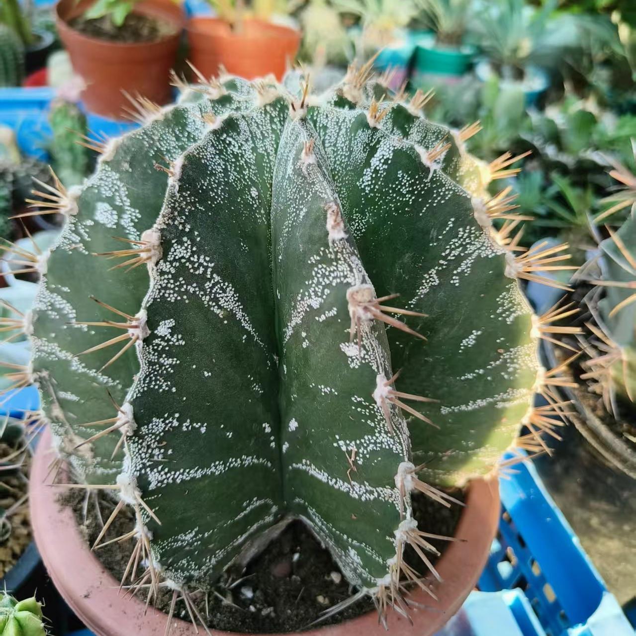 4-12cm Astrophytum ornatum