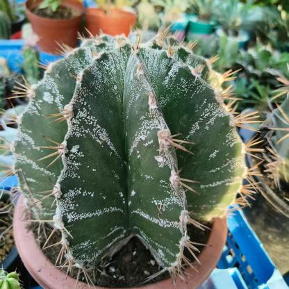 4-12cm Astrophytum ornatum