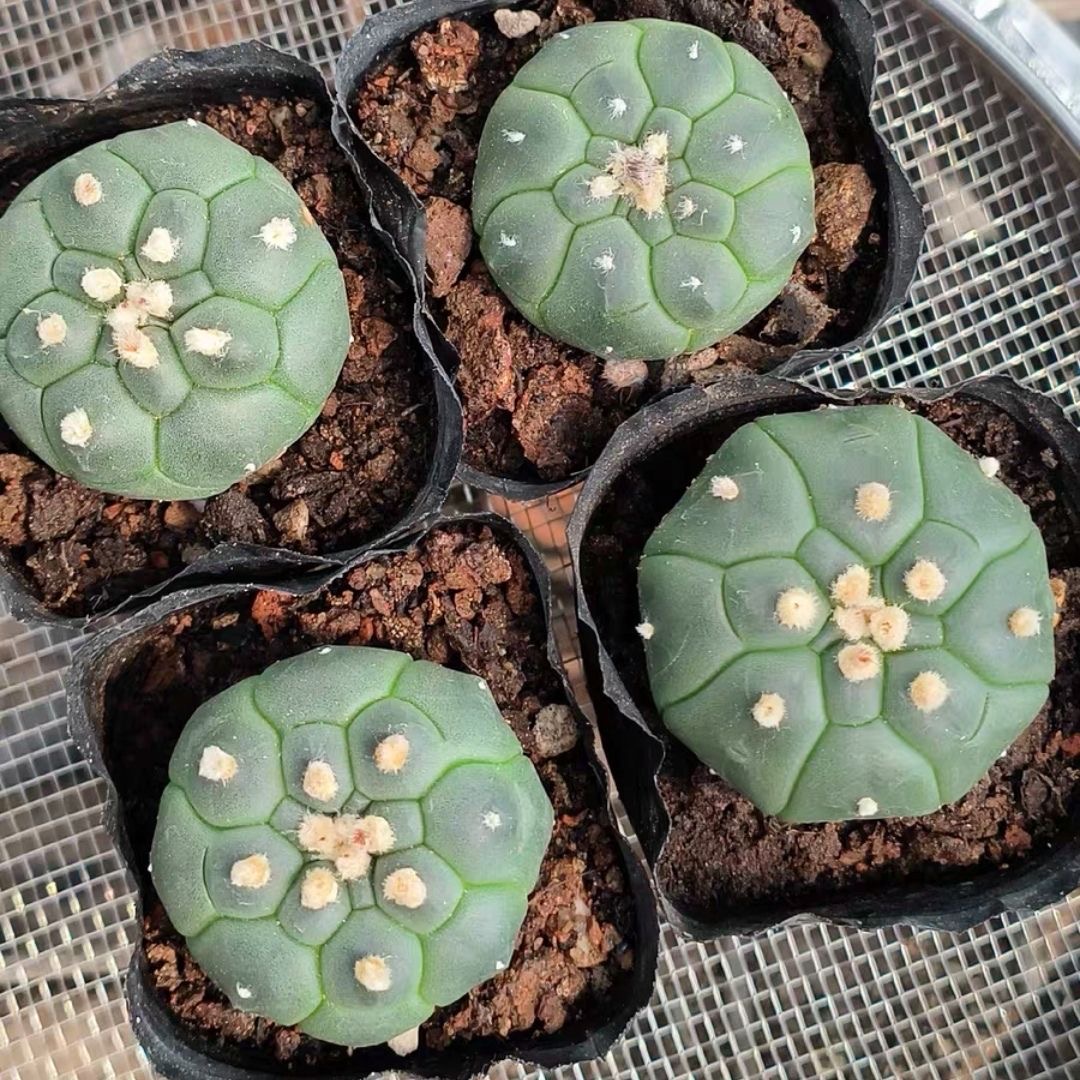 4-5cm Astrophytum myriostigma cv. fukuryu