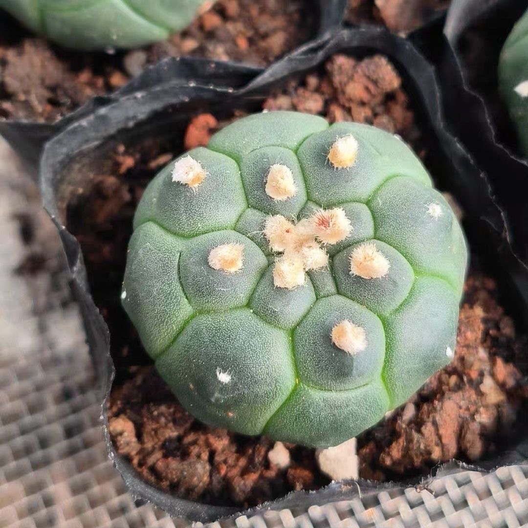 4-5cm Astrophytum myriostigma cv. fukuryu