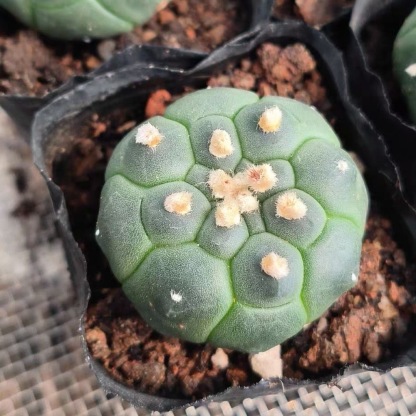 4-5cm Astrophytum myriostigma cv. fukuryu