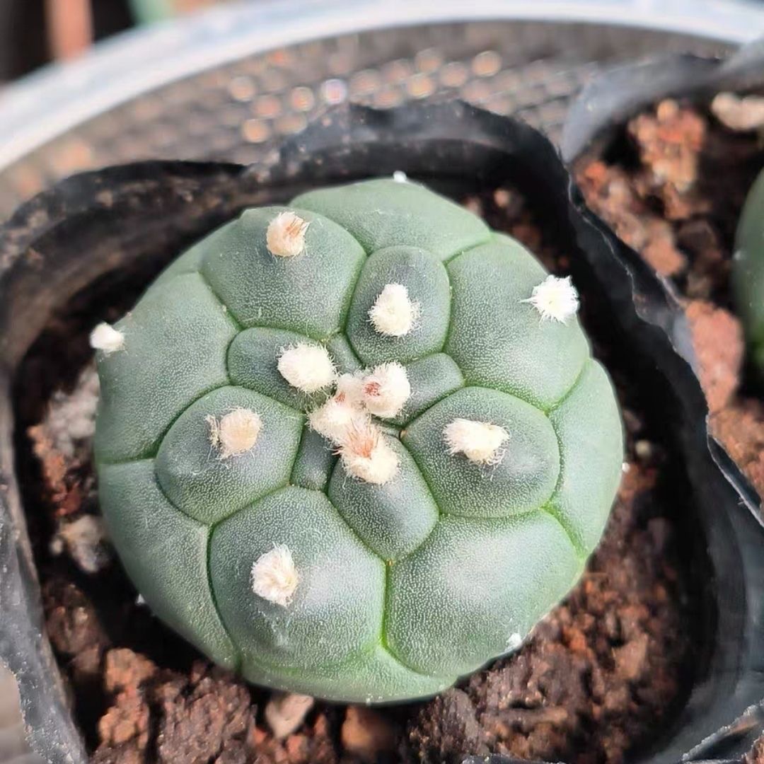 4-5cm Astrophytum myriostigma cv. fukuryu