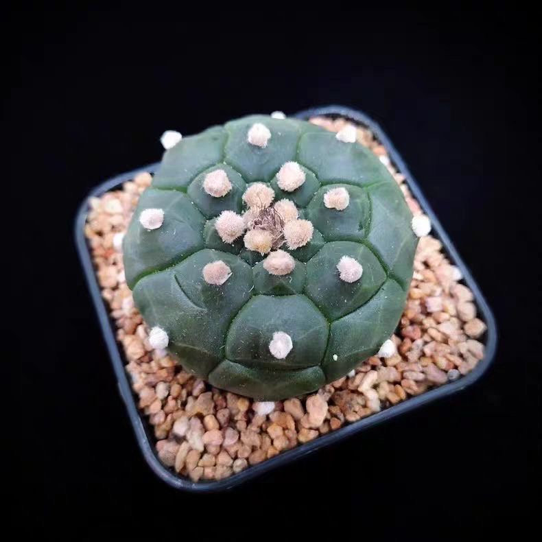 4-5cm Astrophytum myriostigma cv. fukuryu