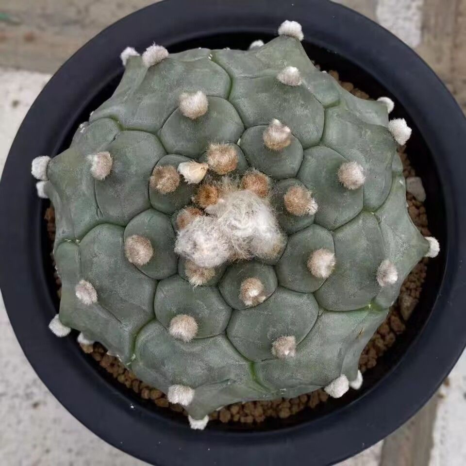 4-5cm Astrophytum myriostigma cv. fukuryu