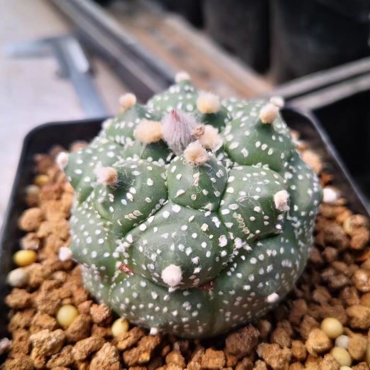 4-5cm Astrophytum myriostigma cv. fukuryu