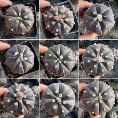 2-3cm astrophytum asterias（small-sized）