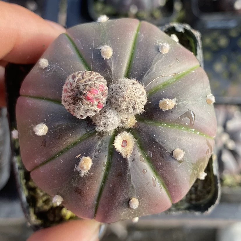 2-3cm astrophytum asterias（small-sized）