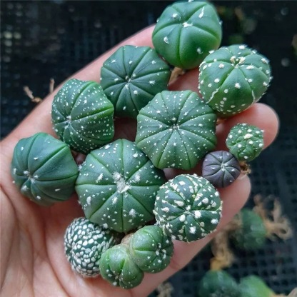 2-3cm astrophytum asterias（small-sized）