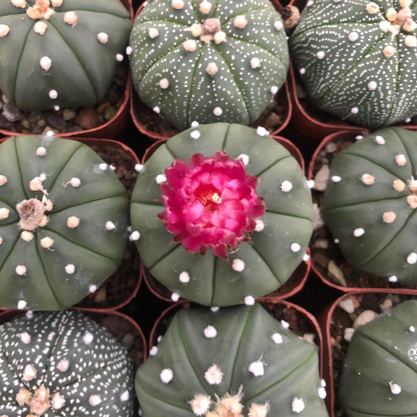 2-3cm astrophytum asterias（small-sized）