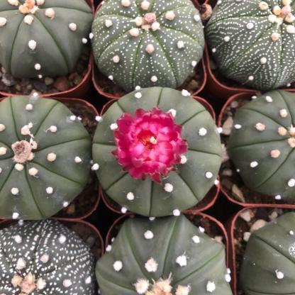 2-3cm astrophytum asterias（small-sized）