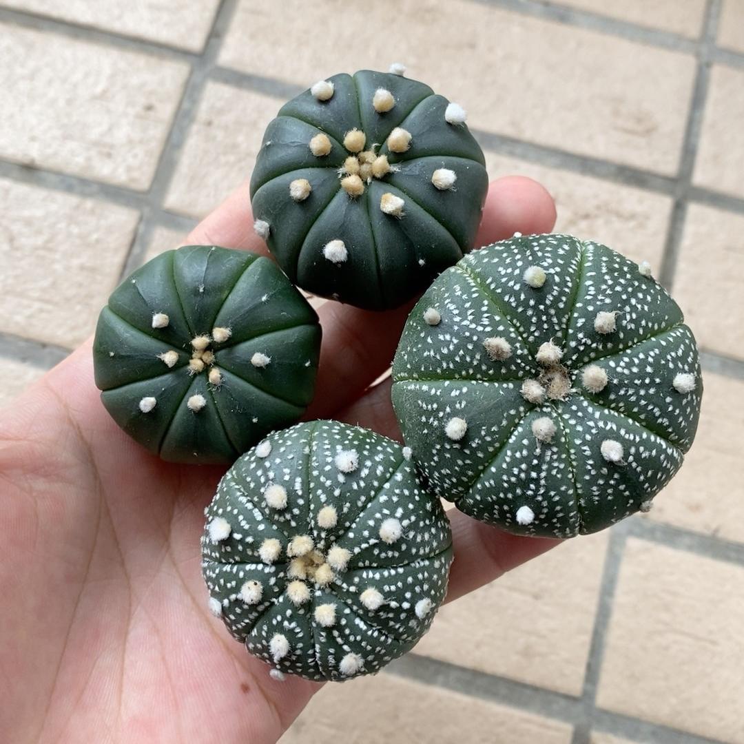 2-3cm astrophytum asterias（small-sized）