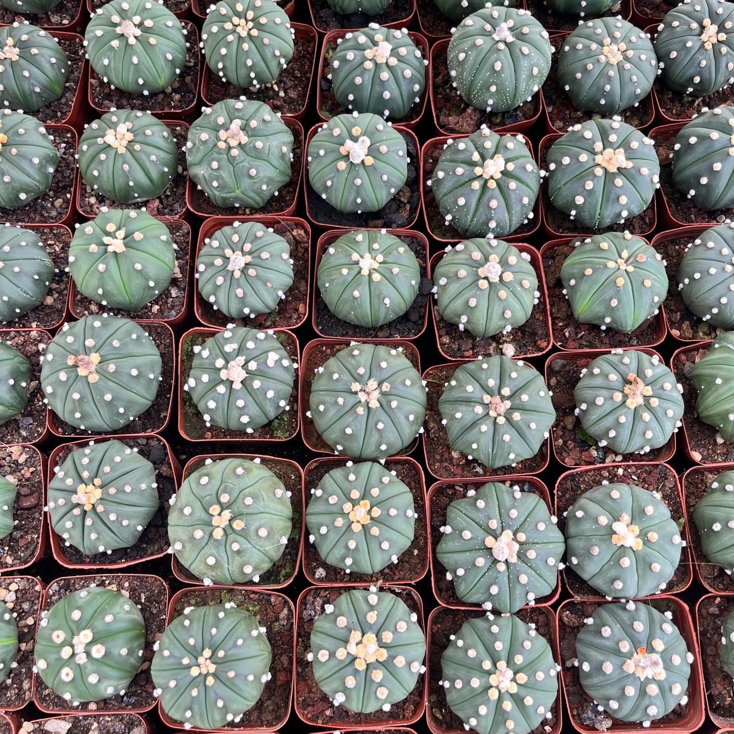 2-3cm astrophytum asterias（small-sized）