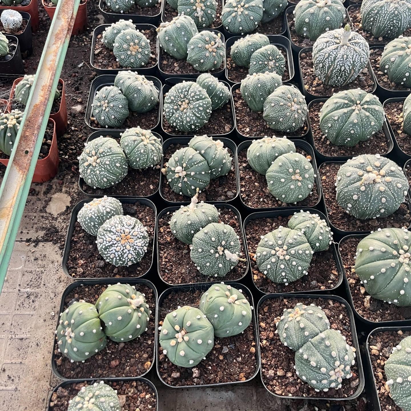 2-3cm astrophytum asterias（small-sized）