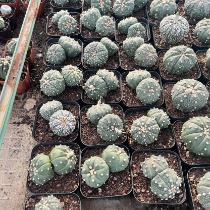 2-3cm astrophytum asterias（small-sized）