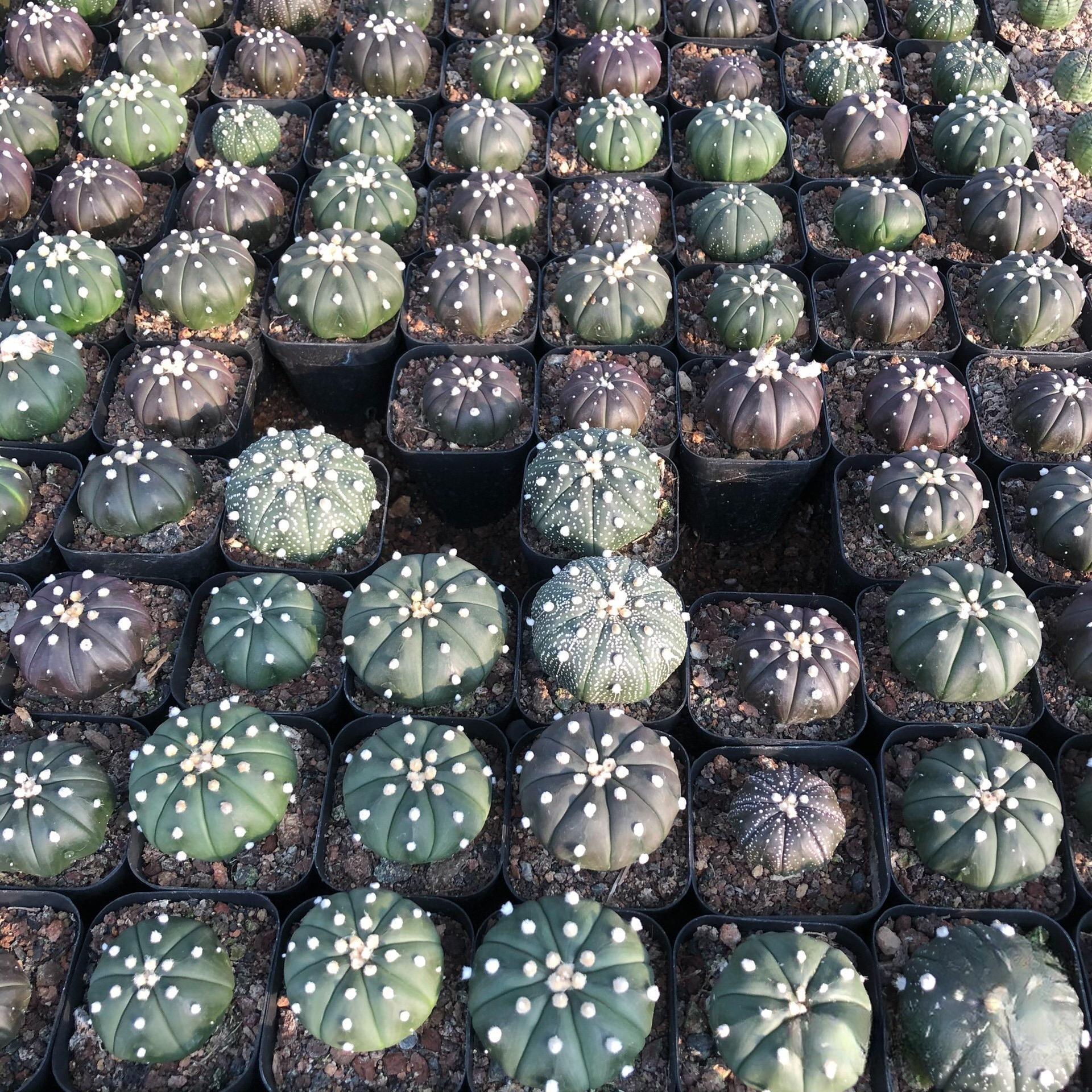 2-3cm astrophytum asterias（small-sized）
