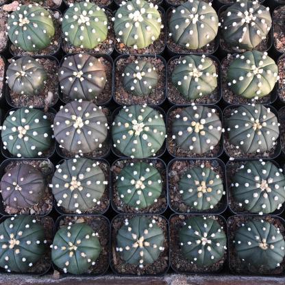 2-3cm astrophytum asterias（small-sized）