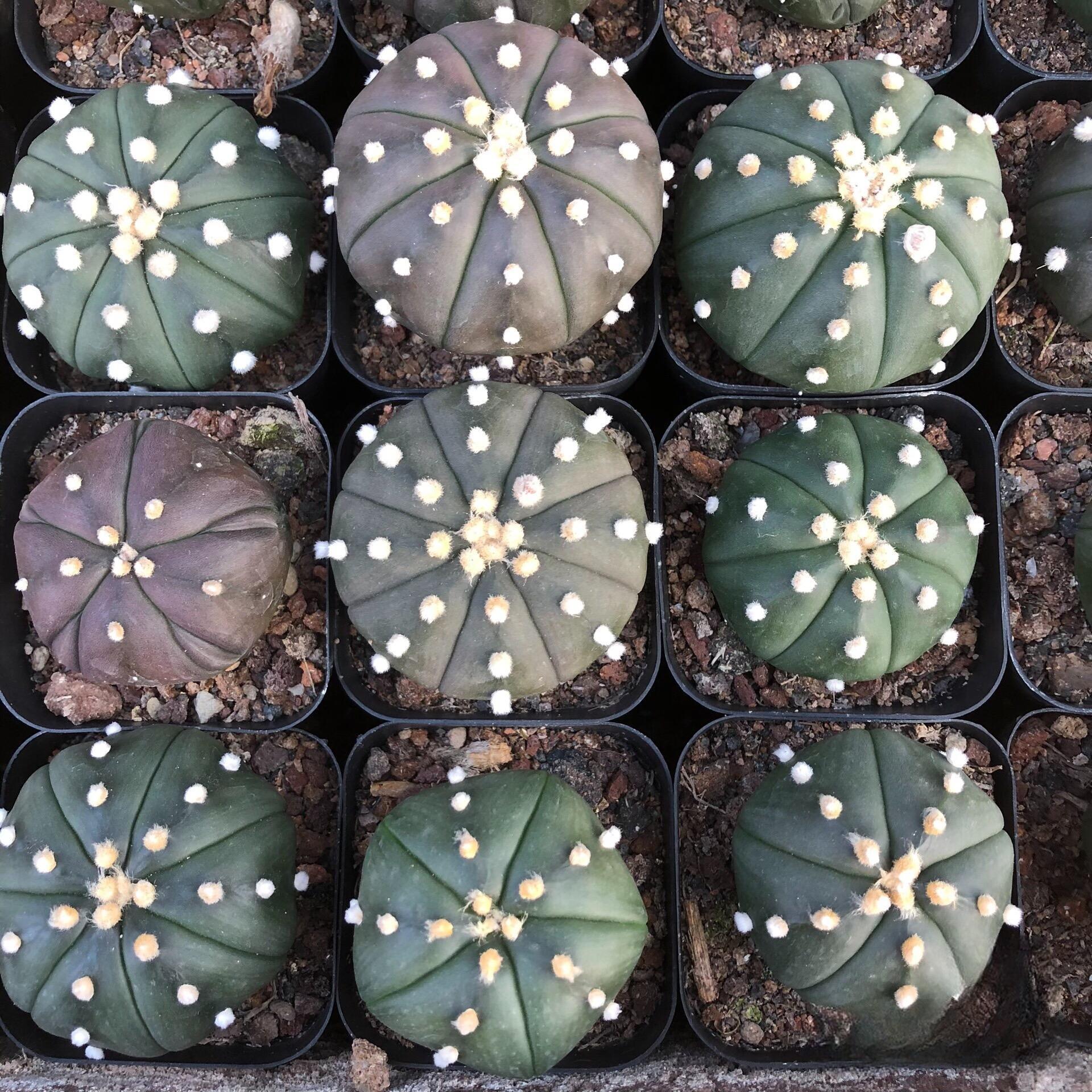 2-3cm astrophytum asterias（small-sized）