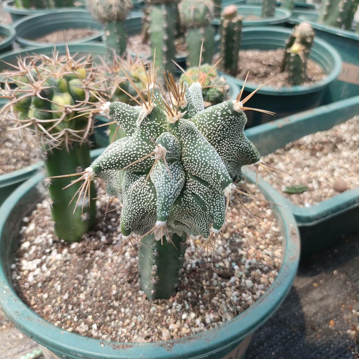4-10cm Astrophytum ornatum VAR（rootless）
