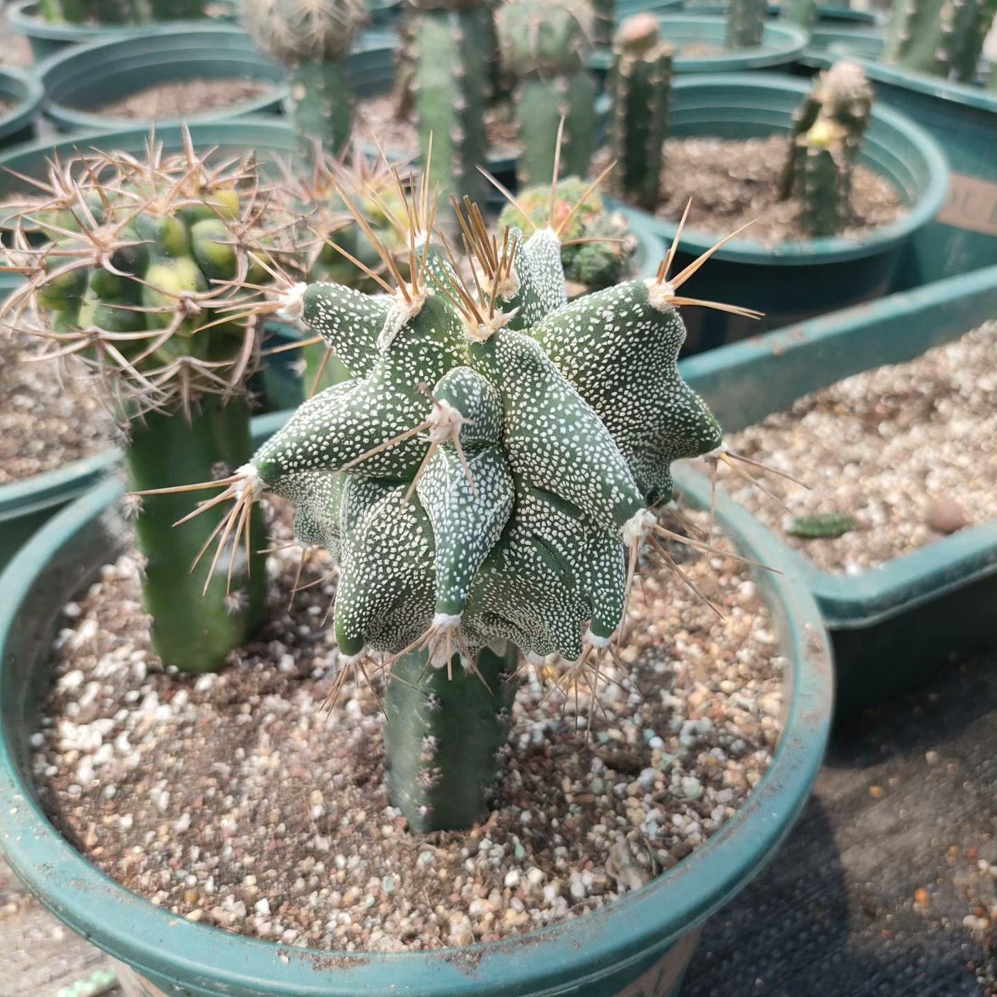 4-10cm Astrophytum ornatum VAR（rootless）
