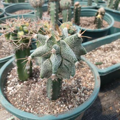4-10cm Astrophytum ornatum VAR（rootless）