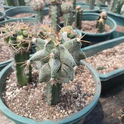 4-10cm Astrophytum ornatum VAR（rootless）