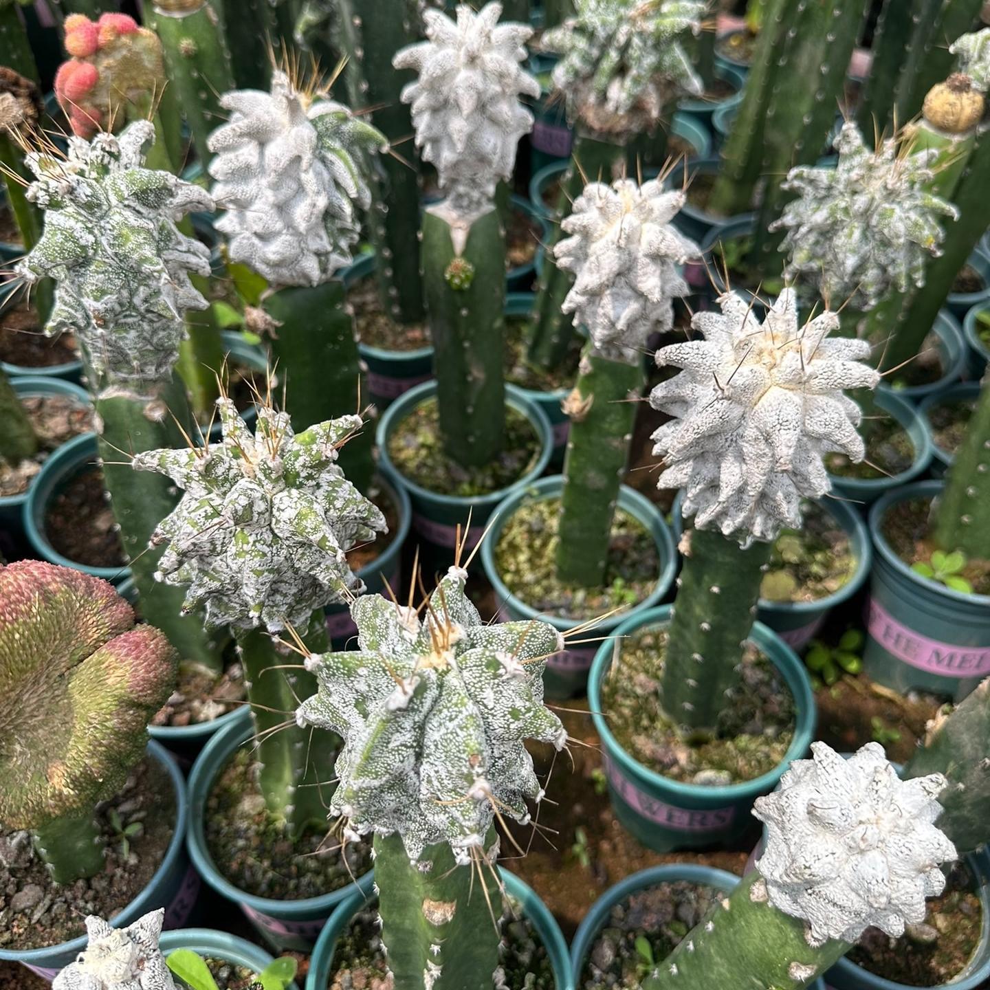 4-10cm Astrophytum ornatum VAR（rootless）