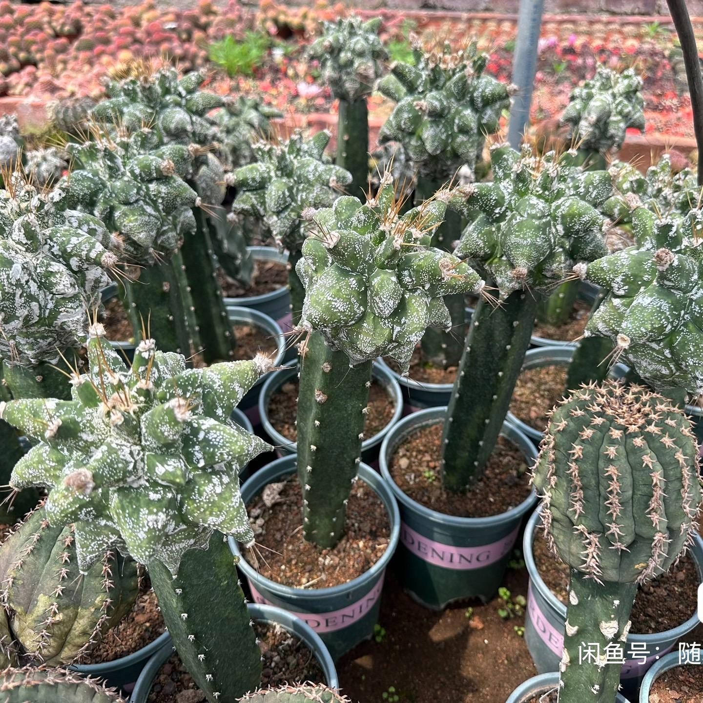 4-10cm Astrophytum ornatum VAR（rootless）
